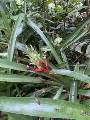 Billbergia amoena
