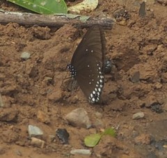 Euploea modesta