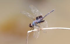 Trithemis africana