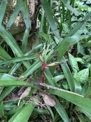 Billbergia amoena