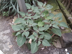 Datura innoxia