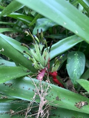 Billbergia amoena