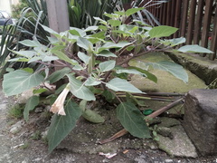 Datura innoxia