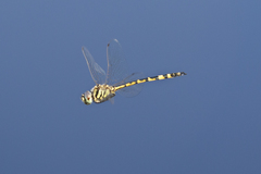 Hemicordulia intermedia