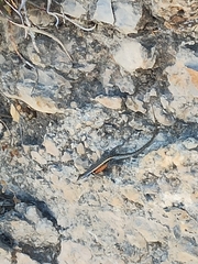 Sceloporus parvus