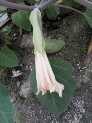 Datura innoxia