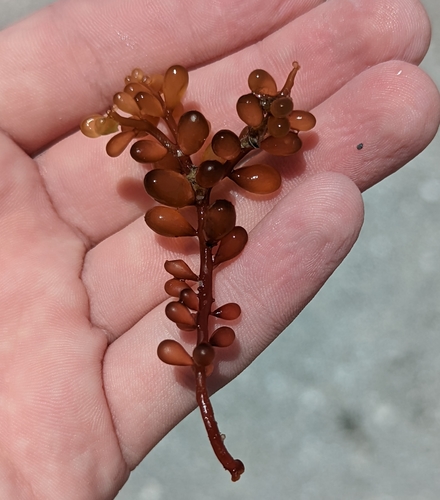 Red Grapes (Botryocladia occidentalis)