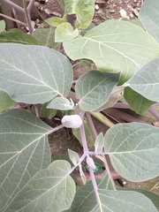 Datura innoxia