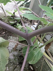 Datura innoxia
