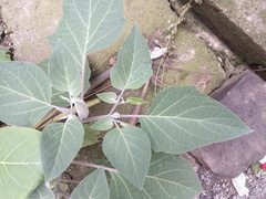 Datura innoxia
