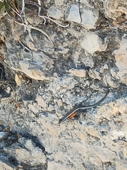 Sceloporus parvus