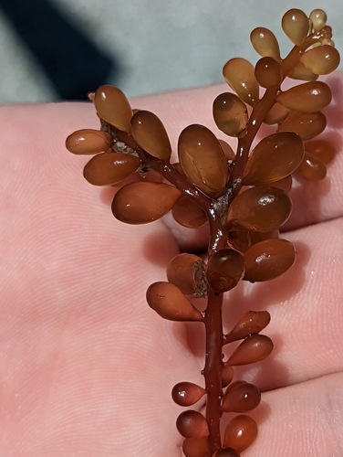 Image of Botryocladia occidentalis by no rights reserved