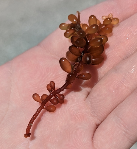 Image of Botryocladia occidentalis by no rights reserved