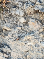 Sceloporus parvus