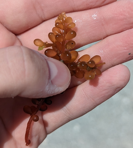 Image of Botryocladia occidentalis by no rights reserved