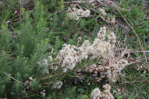 Image of Baccharis coridifolia by (c) Rodrigo Montiel, some rights reserved (CC BY)