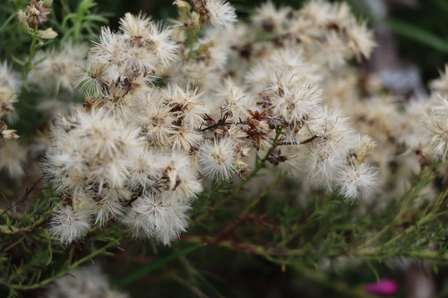 Vassourinha (Baccharis coridifolia)