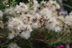 Baccharis coridifolia