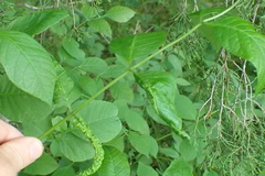 Prociphilus fraxinifolii