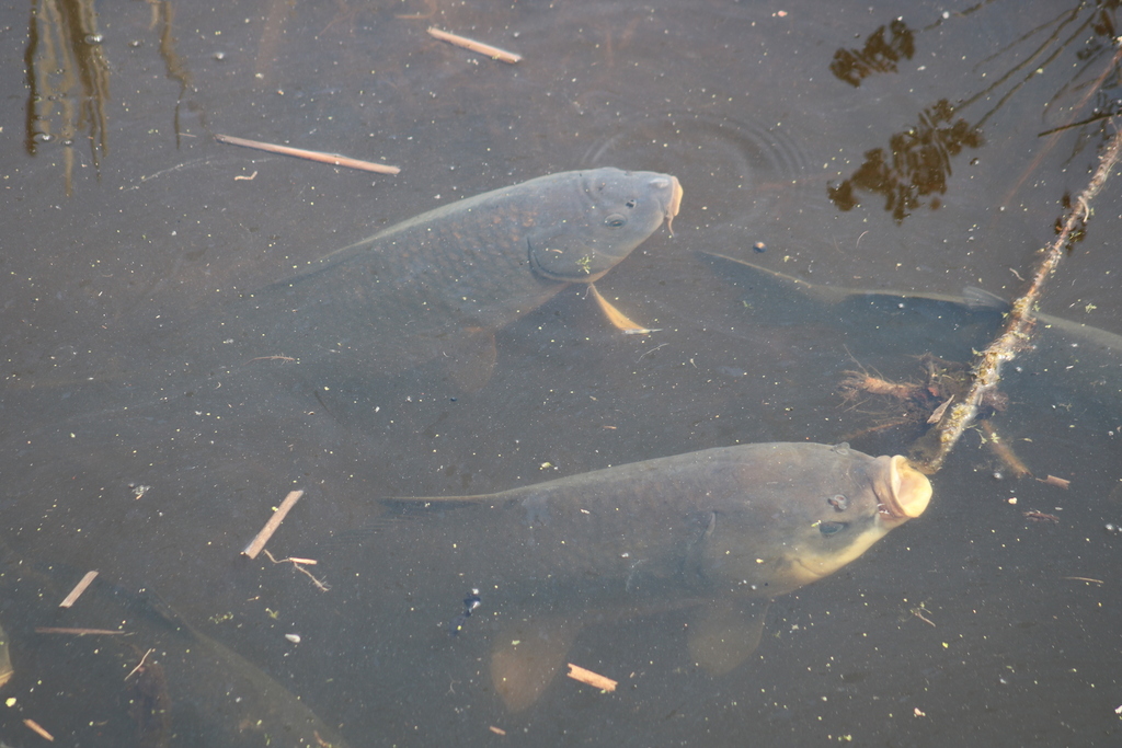 Bigmouth buffalo (Ictiobus cyprinellus) — Catostomidae