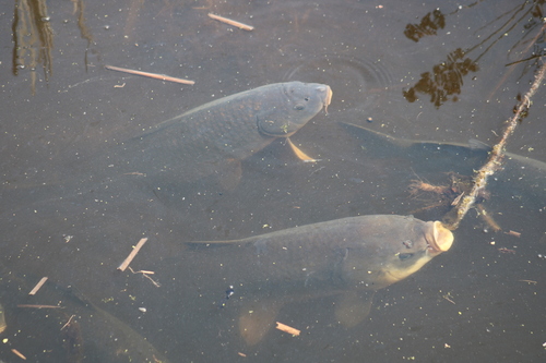 Bigmouth buffalo (Ictiobus cyprinellus) — Catostomidae