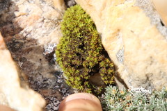 Crossidium spiralifolium