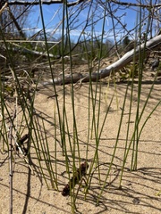 Juncus filiformis