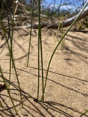 Juncus filiformis