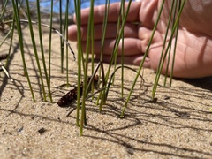 Juncus filiformis