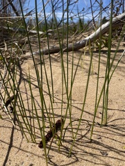 Juncus filiformis