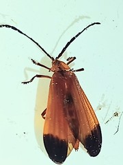 Lycus palliatus