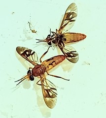 Chrysops variegatus