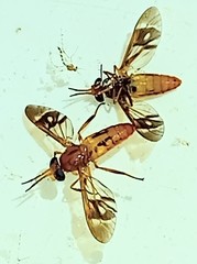 Chrysops variegatus