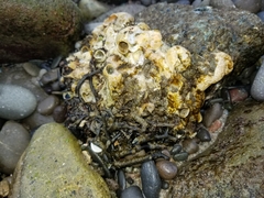 Thylacodes adamsii