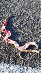 Bogertophis subocularis