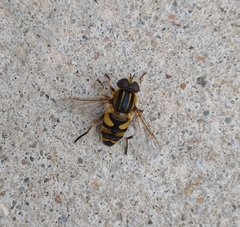 Helophilus fasciatus