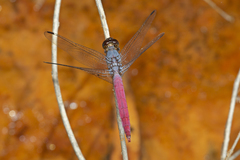 Orthetrum migratum