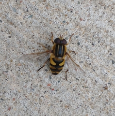 Helophilus fasciatus