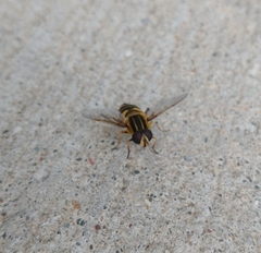 Helophilus fasciatus