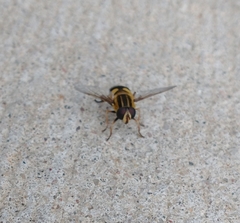 Helophilus fasciatus