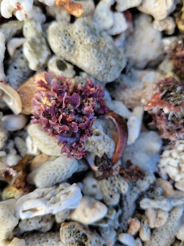 Mastophora rosea observed 2022-04-26
