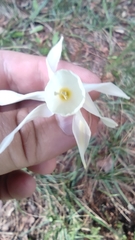 Narcissus triandrus