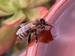 Apis mellifera