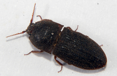 Agrypnus rectangularis