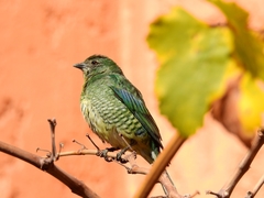 Swallow Tanager photo 5
