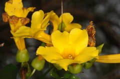 Dolichandra quadrivalvis