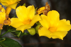 Dolichandra quadrivalvis