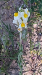 Linaria hirta