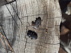 Zopherus nodulosus nodulosus