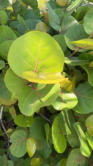 Coccoloba uvifera